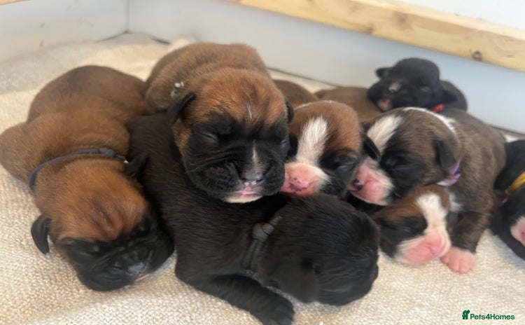 Boxer dogs - Advert 1