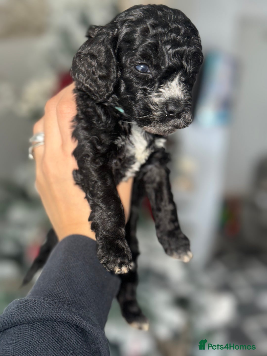Cockapoo dogs for sale: Beautiful mixed Merle F2B Cockapoos  - Advert 16