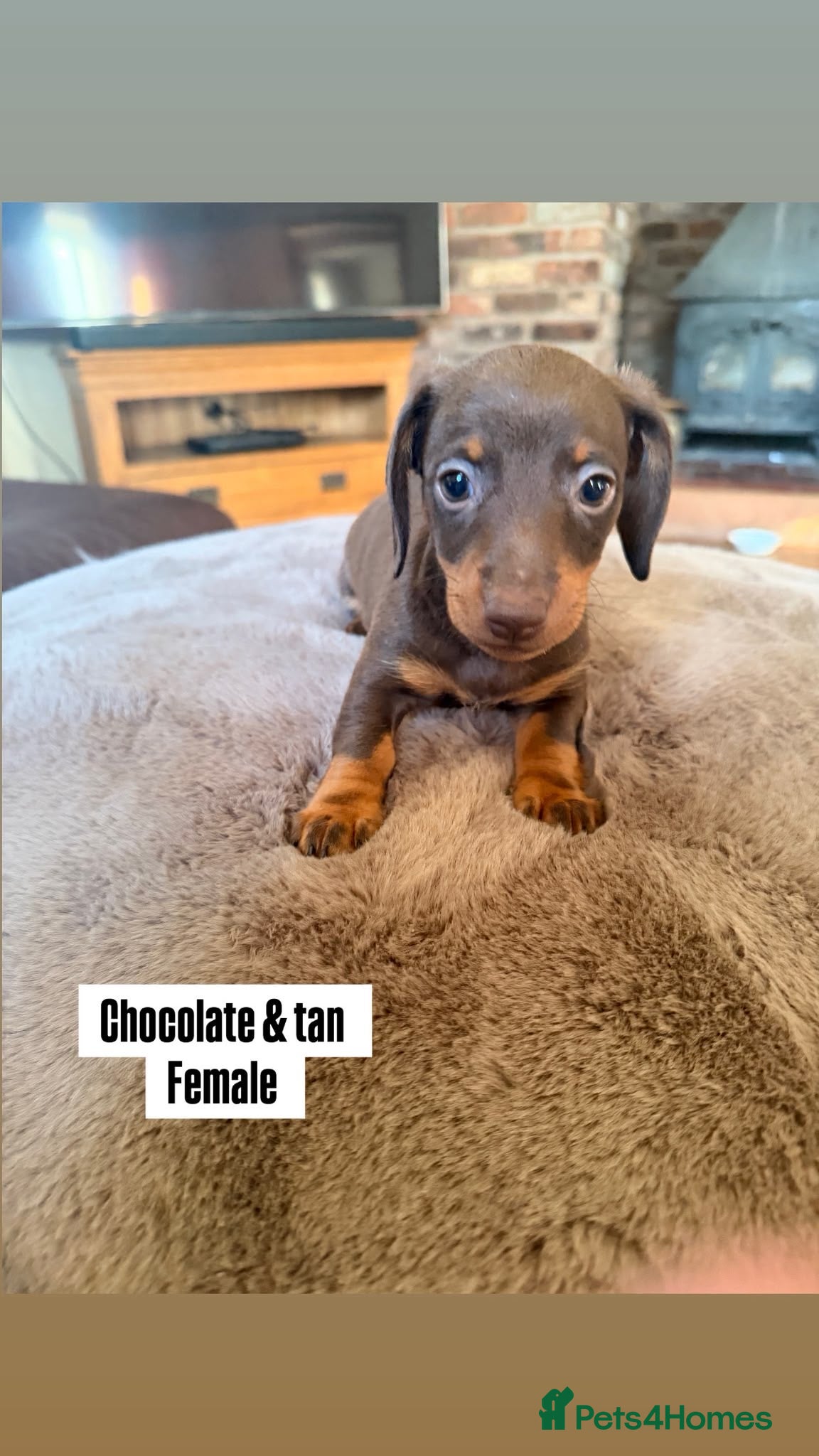 Dachshund dogs READY NOW! RARE coloured KC mini daschunds  - Advert 2