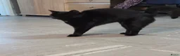 Domestic Shorthair cats for sale: 3 year old black cat looking for home - Advert 5