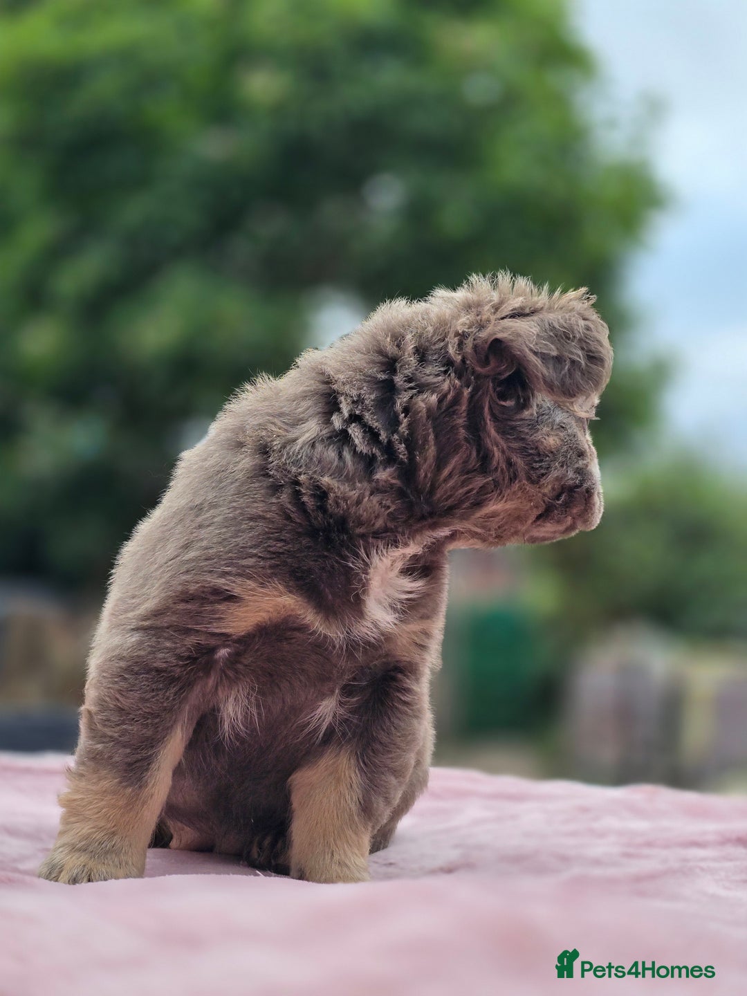 French Bulldog dogs for sale: Fluffy french bulldogs carrying Pink - Image 20