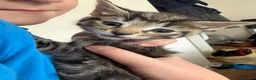 Mixed Breed cats for sale: Gorgeous Tabby’s  - Advert 5