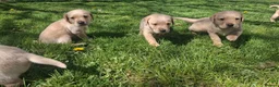 Labrador Retriever dogs for sale: Beautiful yellow labrador puppies  - Advert 6