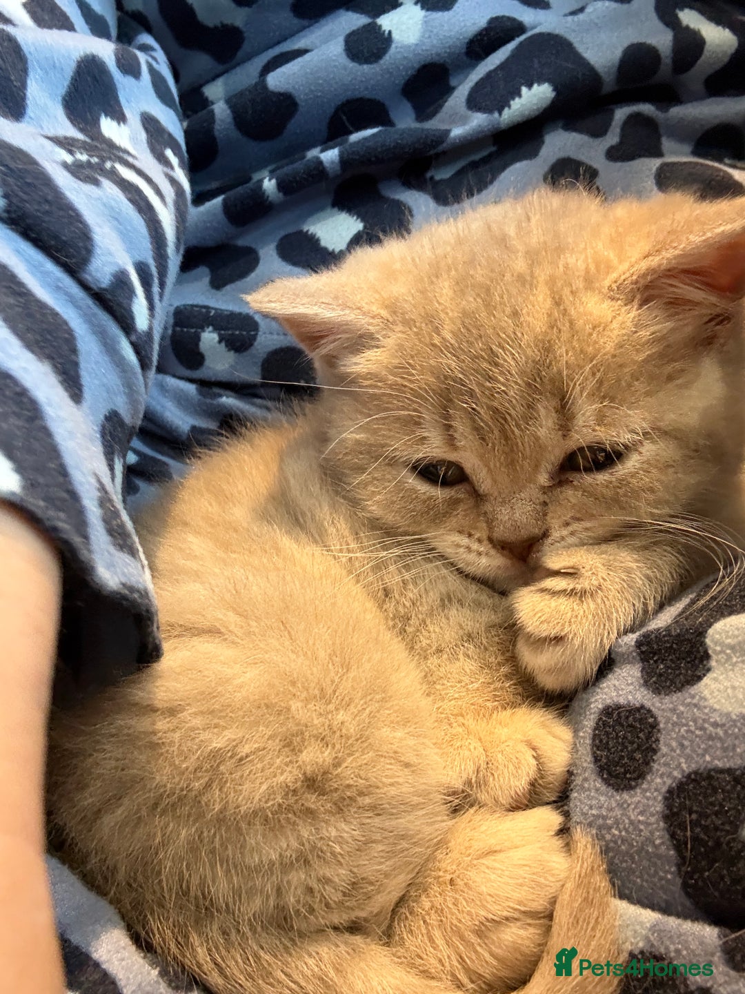 British Shorthair cats for sale: Beautiful British shorthair female  - Advert 6