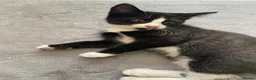 Mixed Breed cats for sale: Two beautiful black & white female kittens - Advert 36
