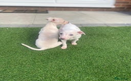 Italian Greyhound dogs for sale: Italian greyhound puppies - Image 2