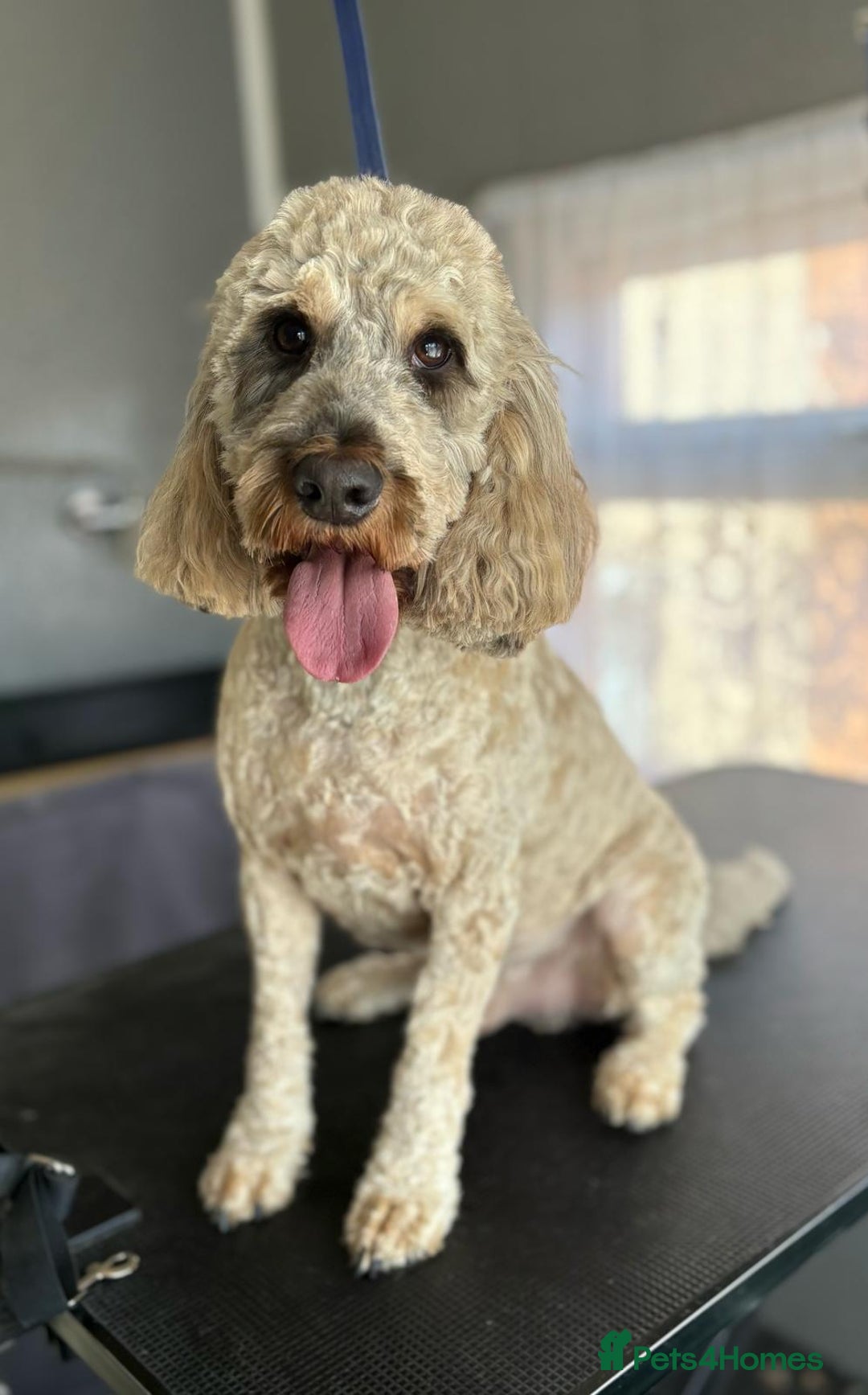 Cockapoo dogs for sale: Young cockapoo available - Advert 2