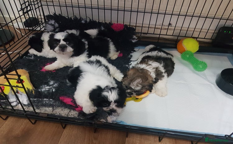 Shih Tzu dogs - Advert 1