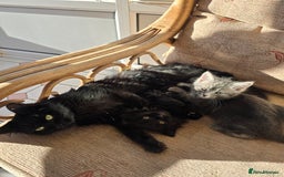 Mixed Breed cats for sale: Beautiful kittens for sale - Advert 1