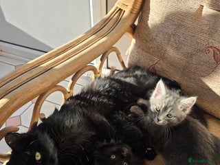 Mixed Breed cats Beautiful kittens for sale - Advert 2