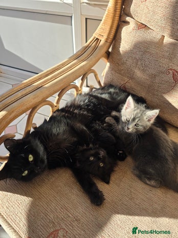 Mixed Breed cats Beautiful kittens for sale - Advert 2