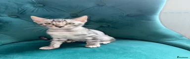 Bengal 1