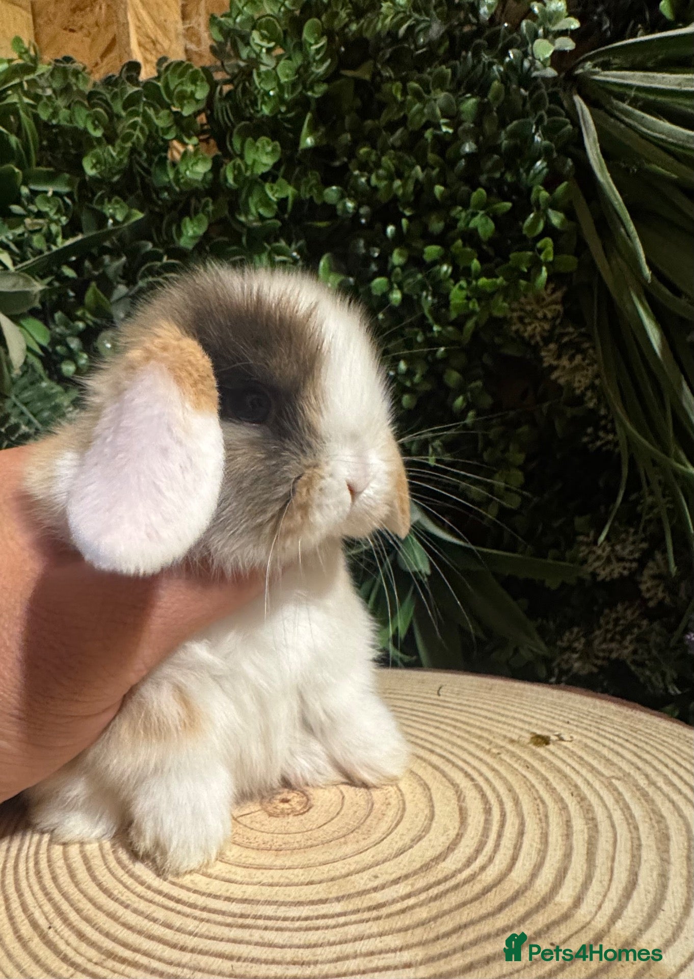 Mini Lop rabbits for sale: Min lops now ready to reserve  - Advert 3
