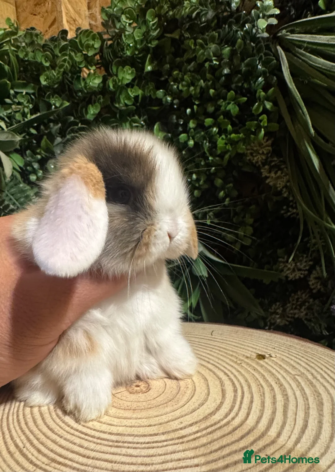 Mini Lop rabbits for sale: Min lops now ready to reserve  - Advert 2