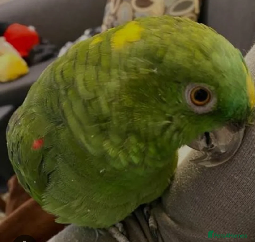 Parrots birds for sale: Beautiful yellow head amazon tame and talking pa - Advert 1