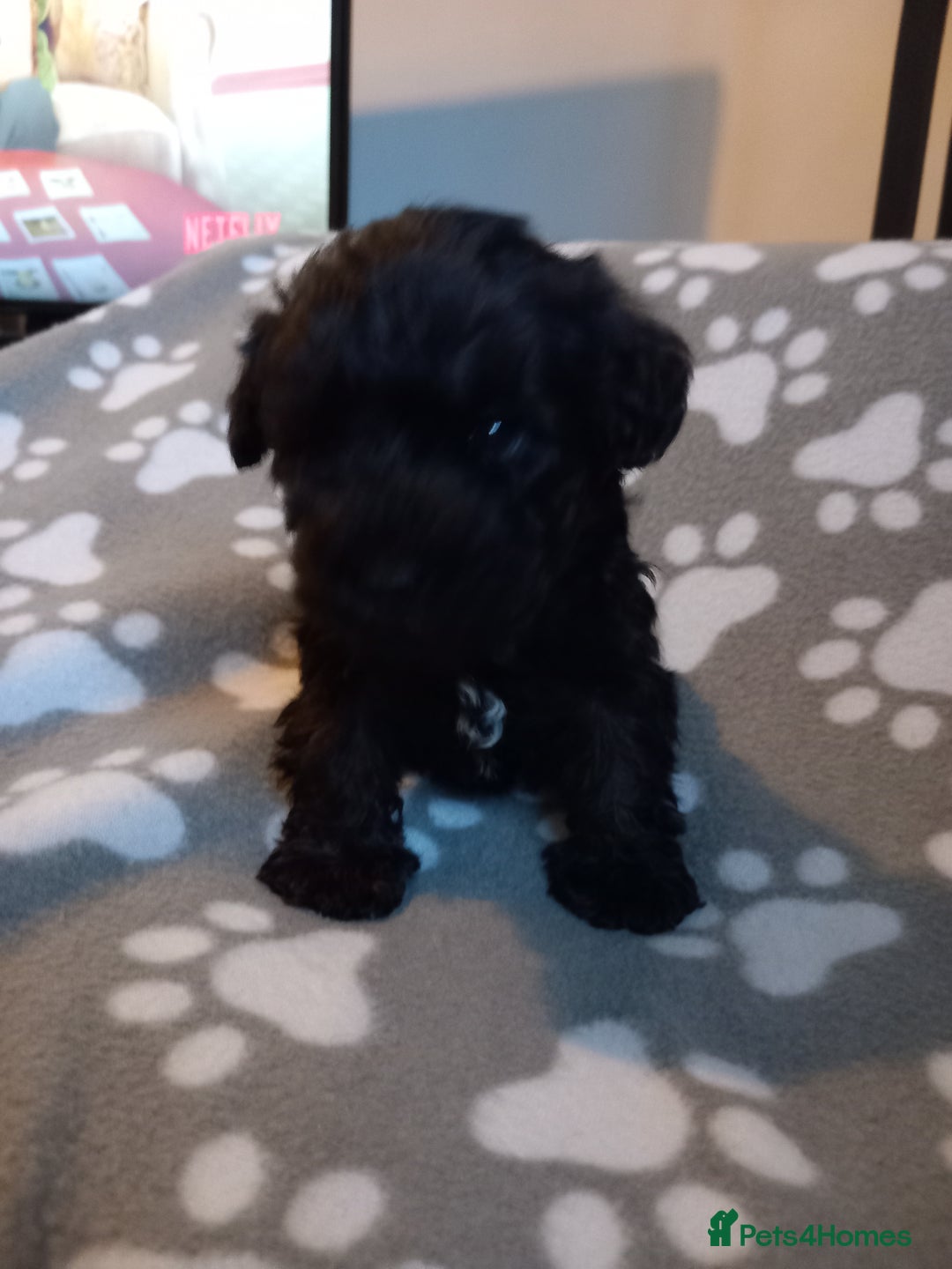 Mixed Breed dogs for sale: TOY SHNOODLES READY 21 DEC - Advert 26