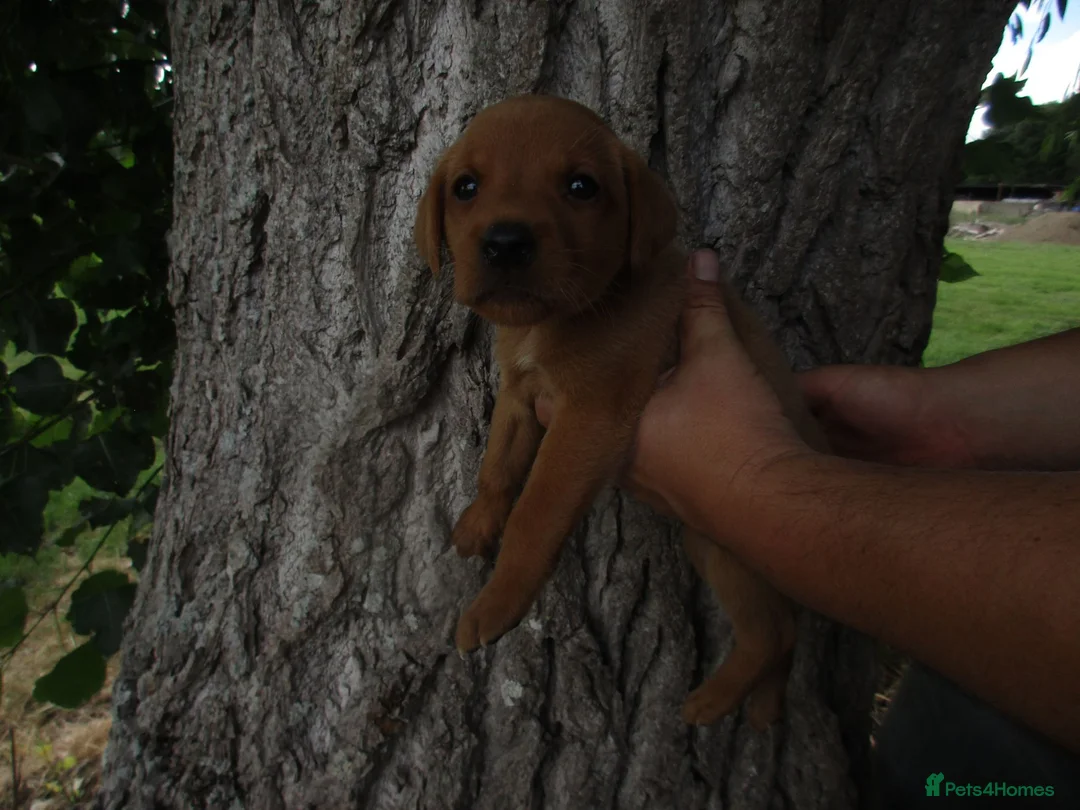 Labrador Retriever dogs for sale: Foxred labrador puppies - Advert 8