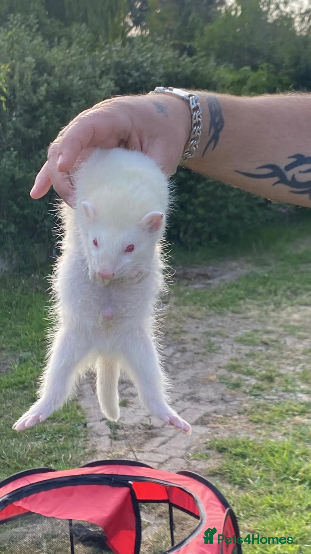 Ferret rodents for sale: Ferrets for sale - Advert 4