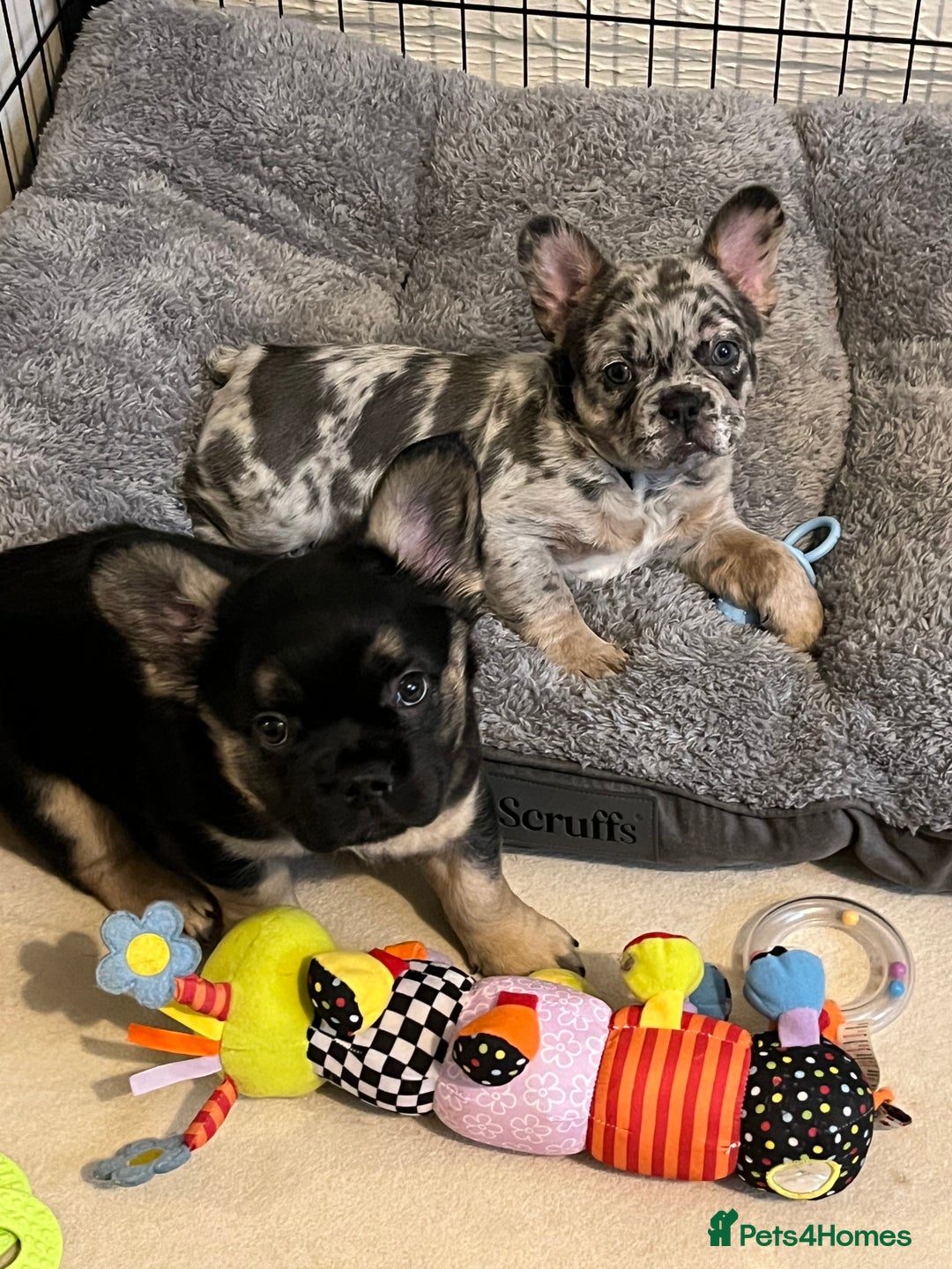 French Bulldog dogs for sale: Ickle fluffy puddings  - Advert 1