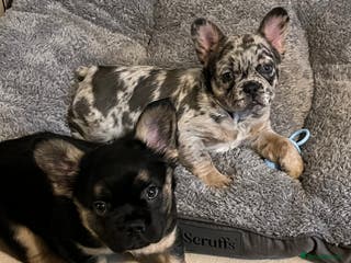 French Bulldog dogs Visual fluffy Frenchbulldog both injections done - Advert 3