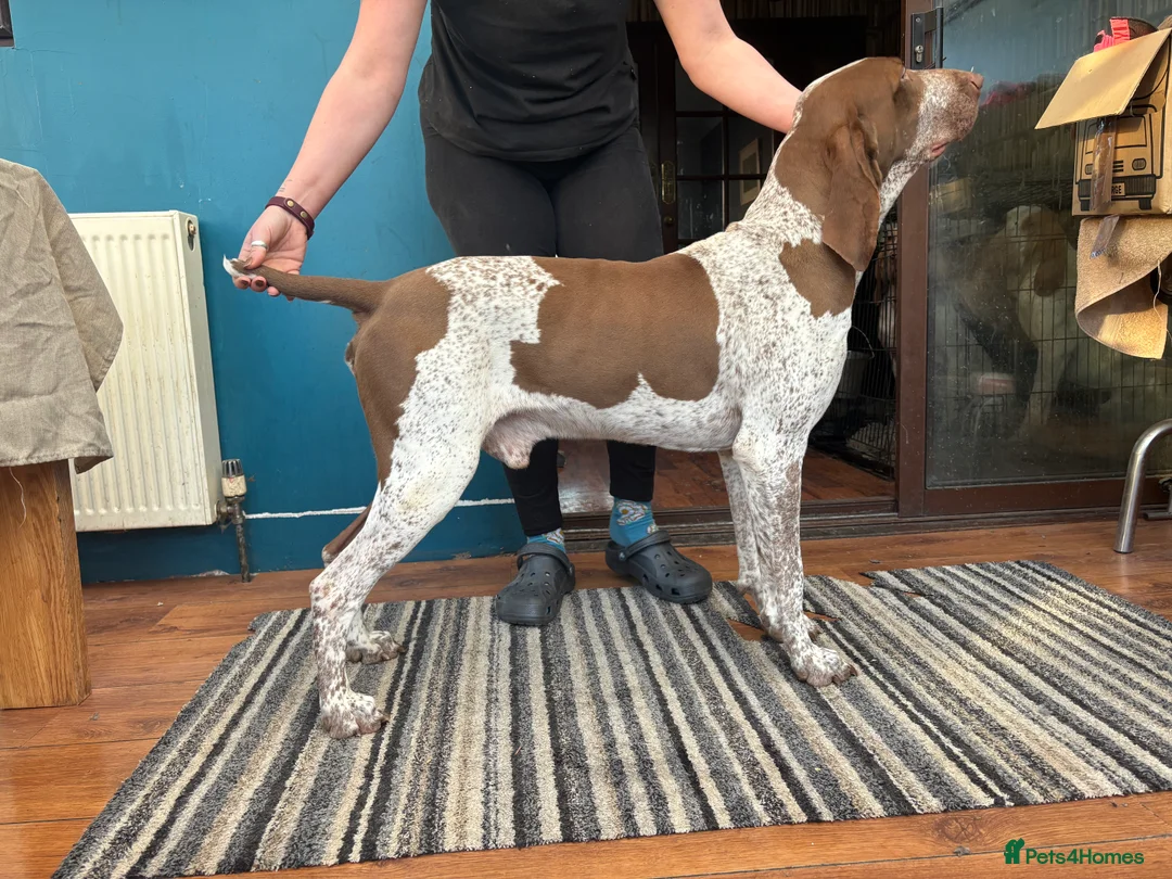 Bracco Italiano dogs for stud: Stunning Hun Ch Bracco Italiano at Stud - Advert 8