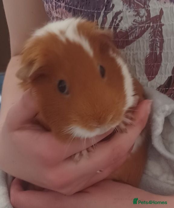 Guinea Pig rodents 2 sisters looking for a new home - Advert 1