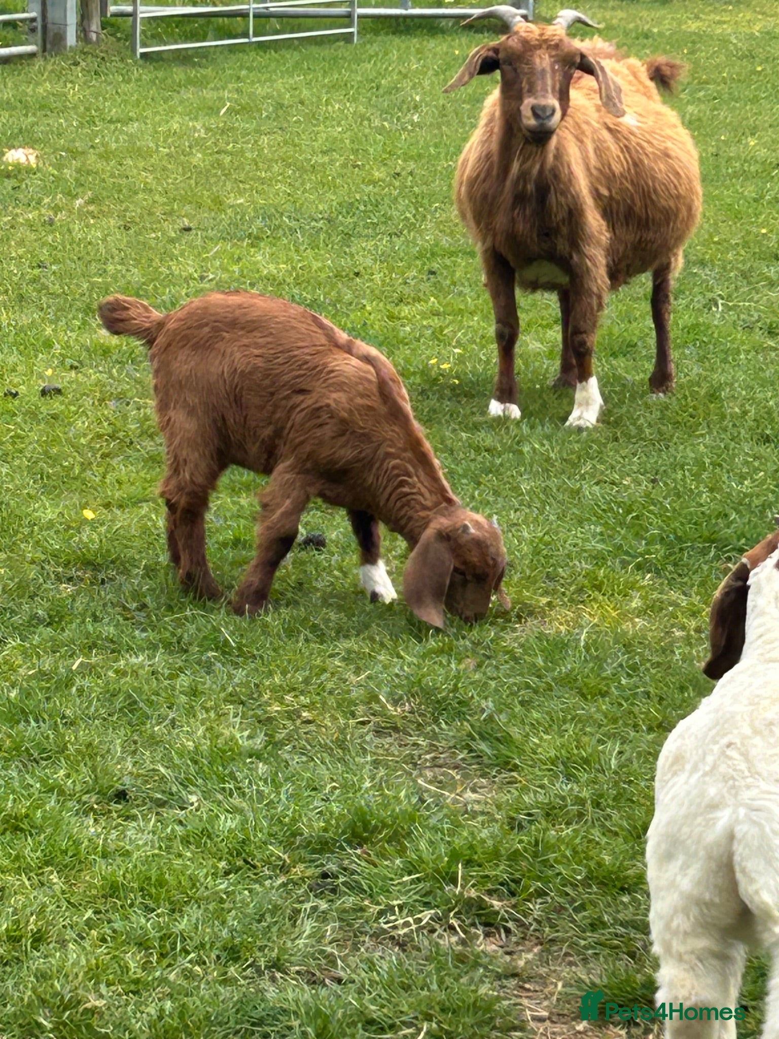 Goats livestock Boer goat kids - Advert 2
