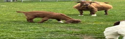 Goats livestock for sale: Boer goat kids - Advert 2