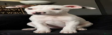 Staffordshire Bull Terrier 1