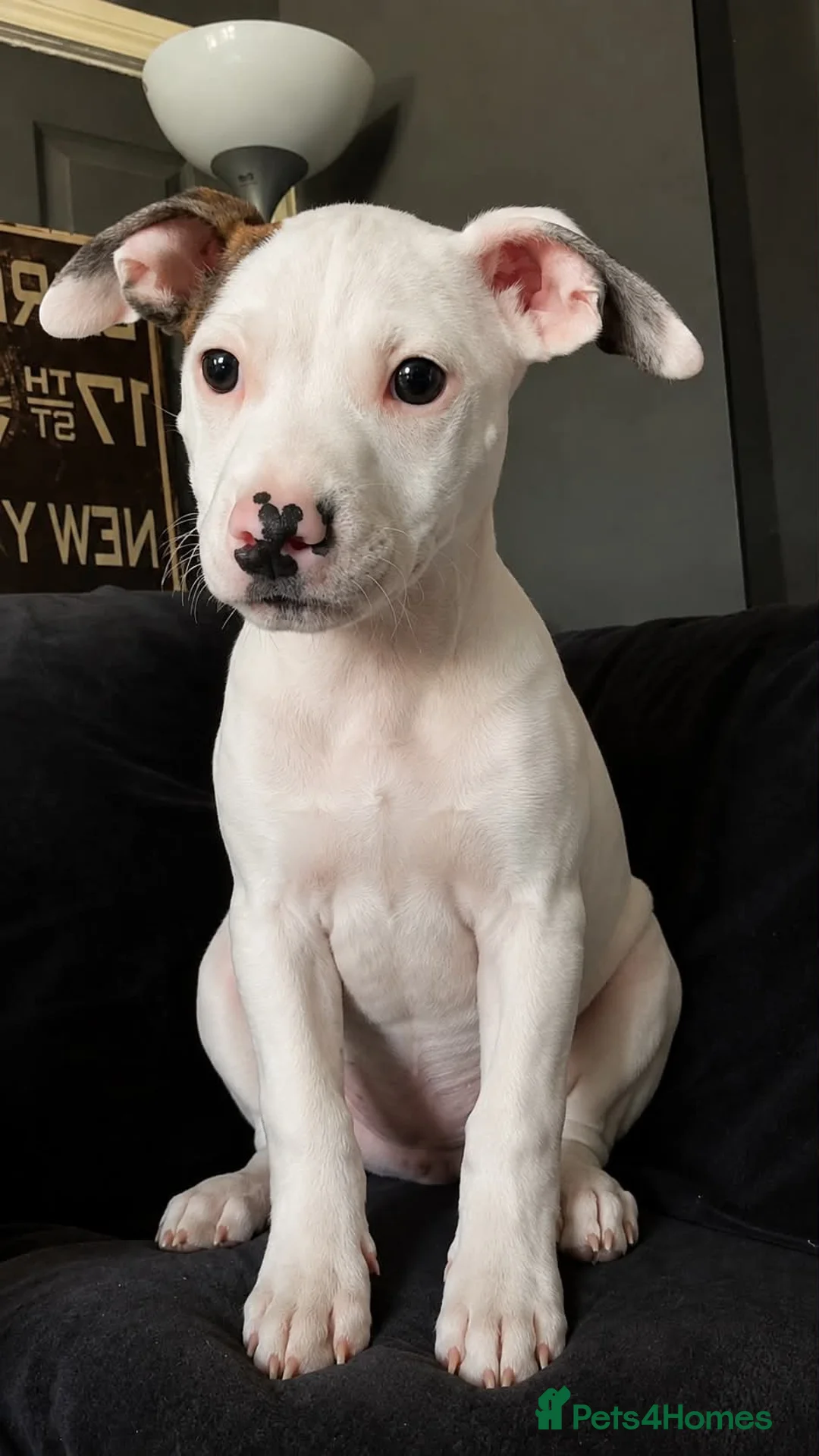 Mixed Breed dogs for sale: Puppies for sale in Sunderland - Advert 6