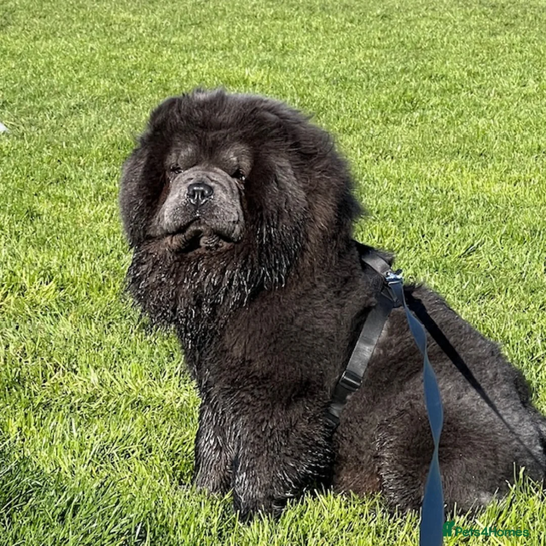 Chow Chow dogs for sale: Chow Chow Puppies - Advert 3