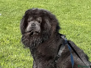 Chow Chow dogs Chow Chow Puppies - Advert 1