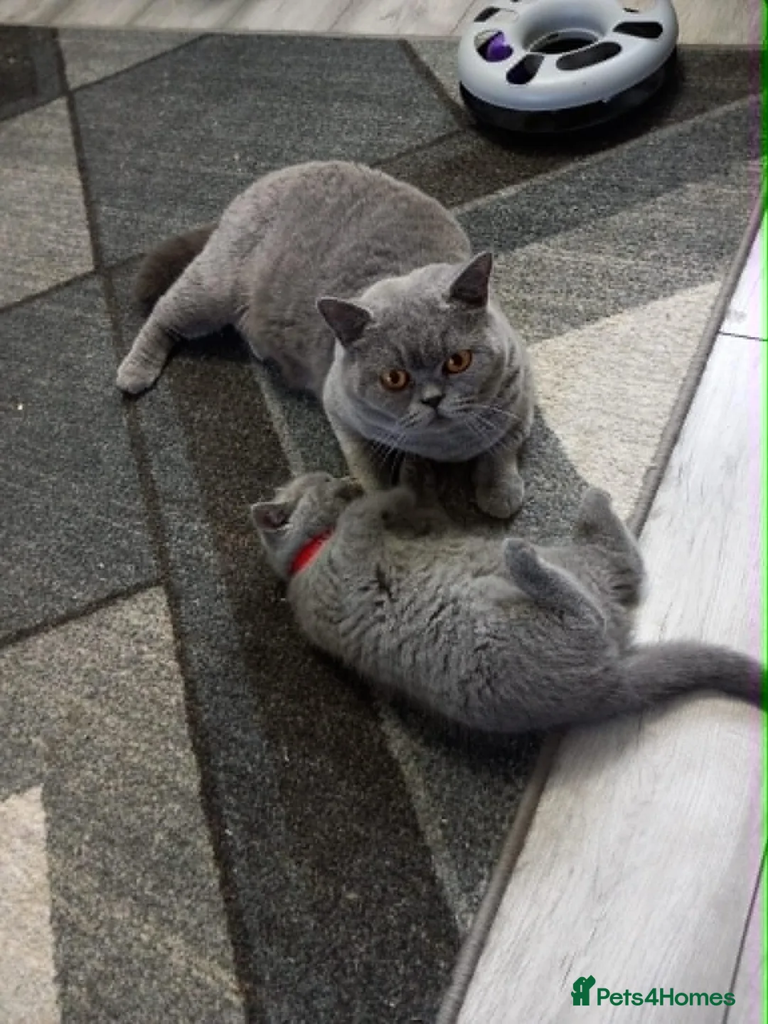 British Shorthair cats for sale: Grand Champion Sired British Shorthair Kittens - Advert 1