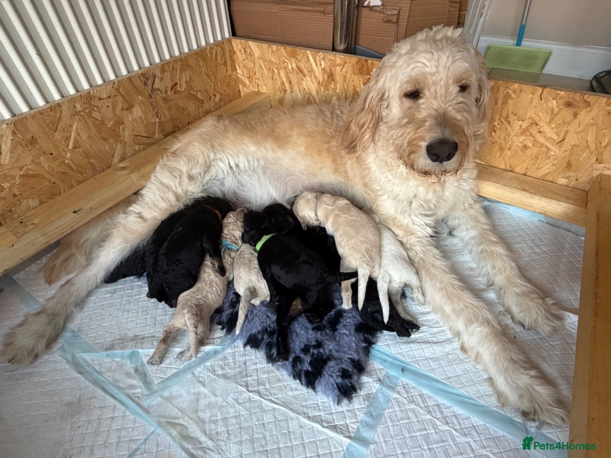 Mini Goldendoodle dogs F1b Mini Goldendoodle Puppies. Ready to Reserve 🤍 - Advert 2