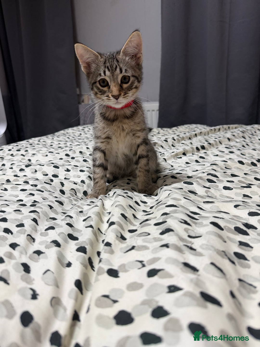 Mixed Breed cats for sale: Savannah X Siamese Kittens - Advert 5