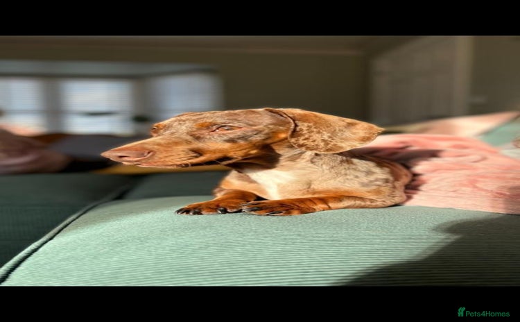 Miniature Dachshund dogs - Advert 1