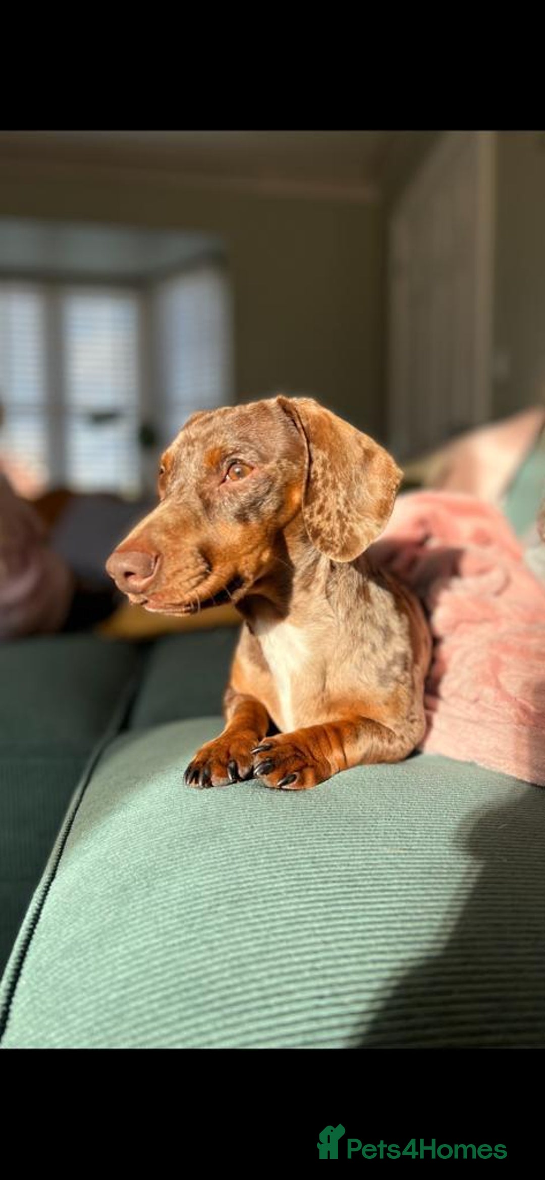 Miniature Dachshund dogs for sale: Rufus - 4YO Needing a new home  - Image 1