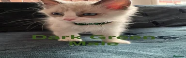 Ragdoll 1 Dark Green 