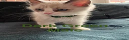 Ragdoll cats for sale: 5 Ragdoll Kittens For Sale - Advert 24