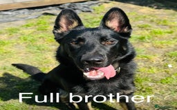 German Shepherd dogs for sale: German Shepard Puppies - Image 5