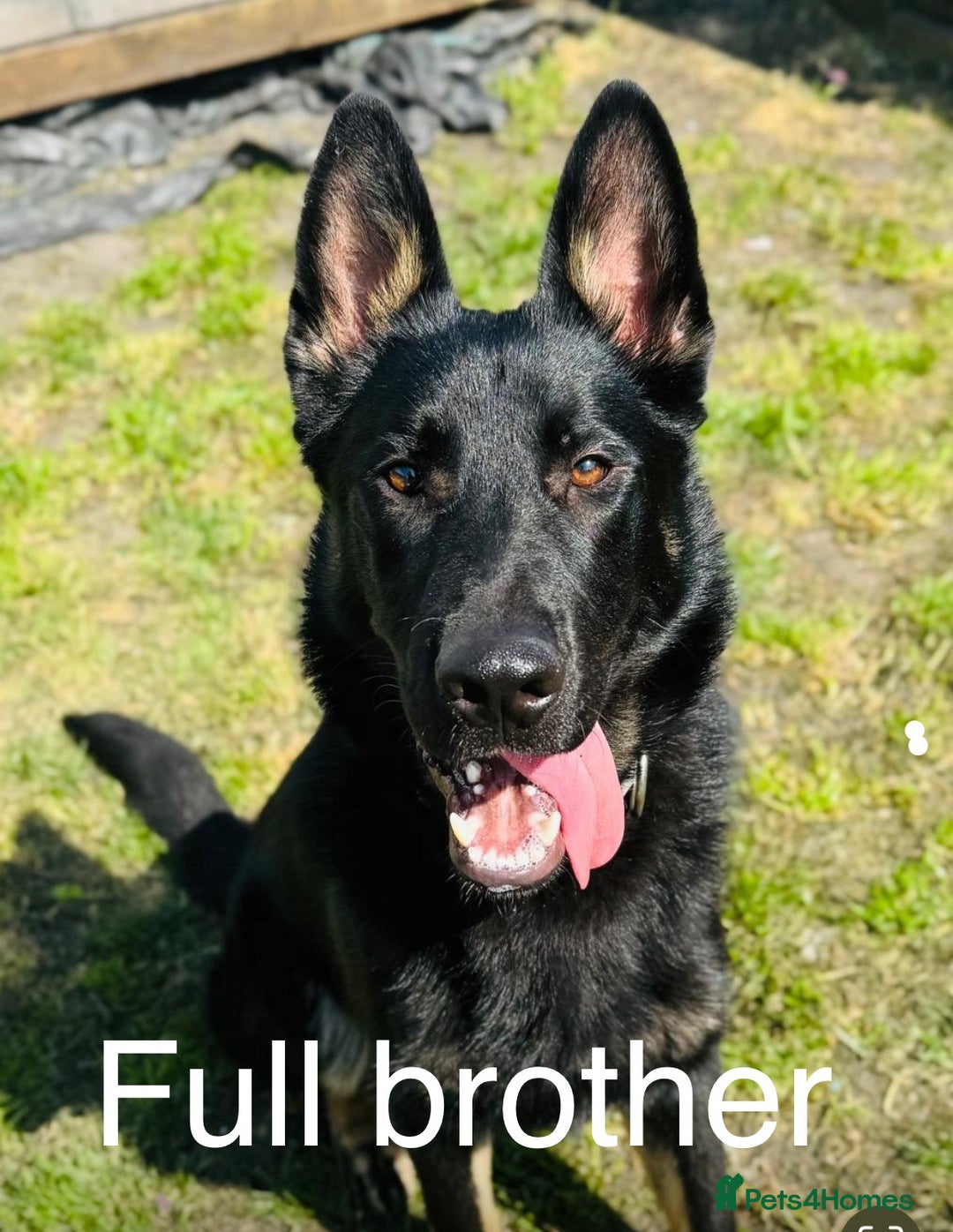 German Shepherd dogs for sale: German Shepard Puppies - Image 5