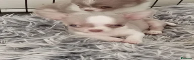 Chihuahua 1