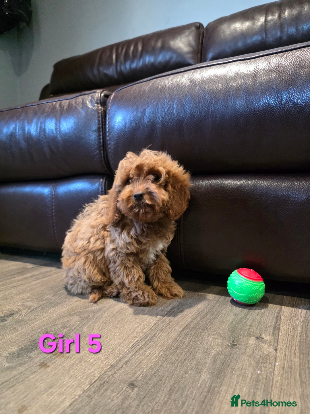 Cockapoo dogs for sale:  Adorable cockapoo pups ready to go 🐶 - Advert 22