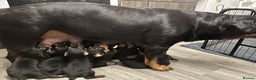 Rottweiler dogs for sale: One Female Rottweiler left from a litter of 8 - Advert 2