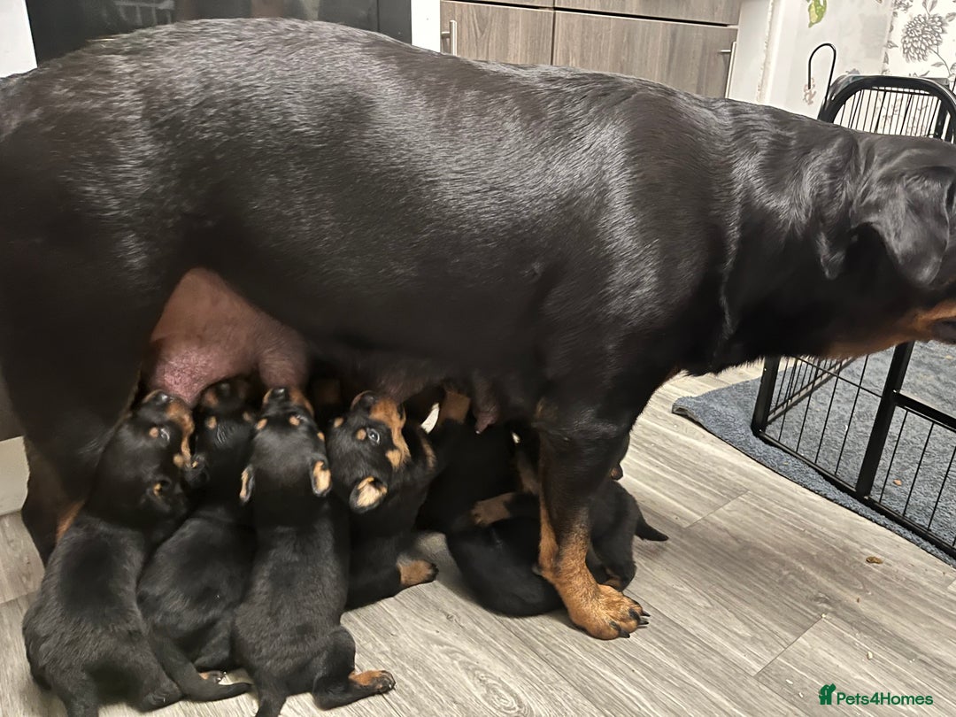 Rottweiler dogs for sale: One Female Rottweiler left from a litter of 8 - Advert 2