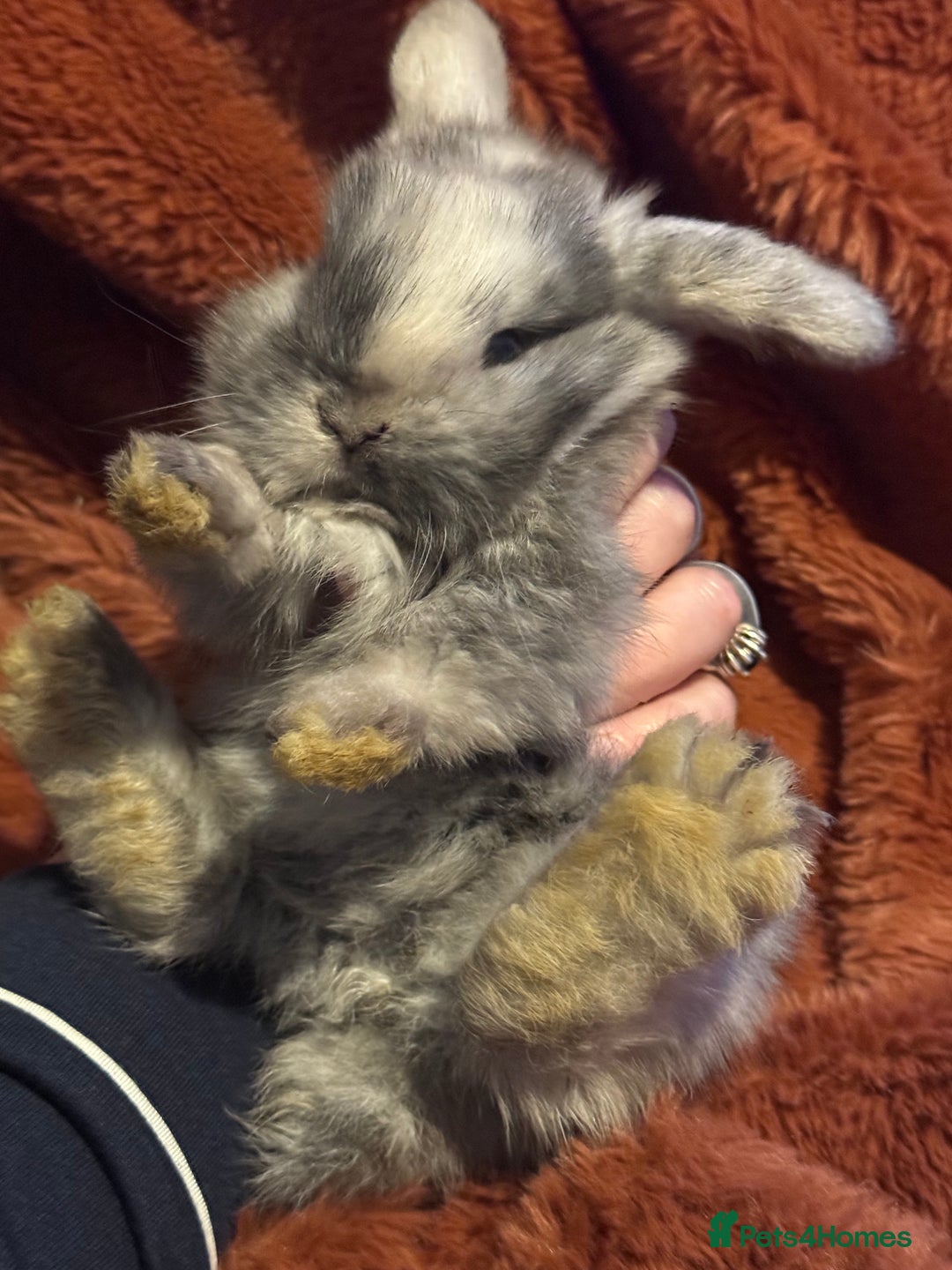 Mini Lop rabbits for sale: Gorgeous Mini Lops  - Advert 25