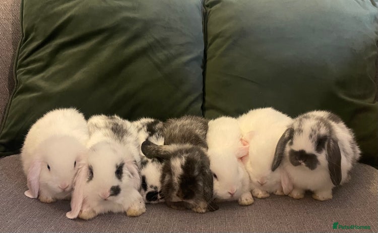 Mini Lop rabbits - Advert 1