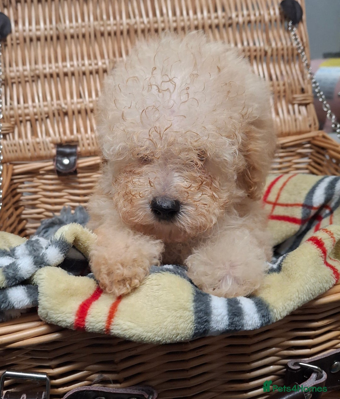 Poodle dogs for sale: Minature poodle pups - Advert 8