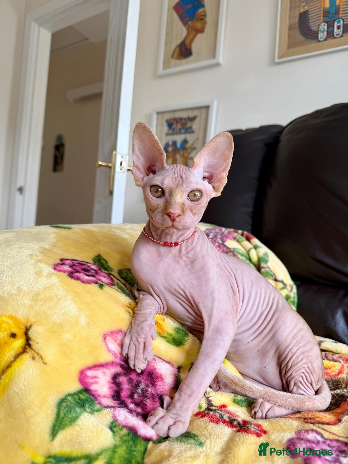Sphynx cats Luna is looking for forever home - Advert 2