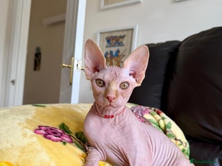 Sphynx cats Luna is looking for forever home - Advert 2